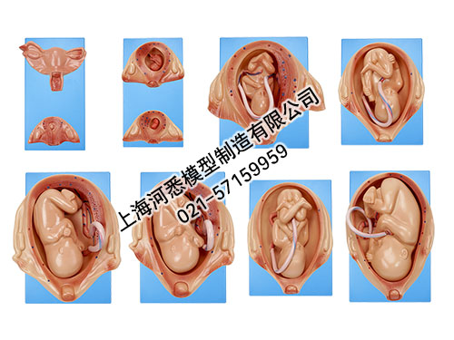 胎儿妊娠胚胎发育过程模型