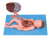 胎儿血液循环及胎盘模型
