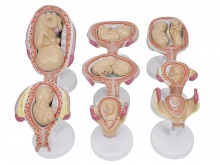 胎儿发育过程模型（宫内发育示教模型）