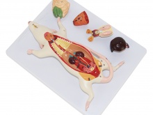 老鼠解剖模型（动物医学解剖模型）