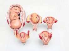 人体胚胎发育模型（经典5阶段）