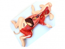 猪解剖模型（动物医学解剖模型）
