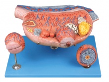 卵巢解剖和卵泡发育放大模型