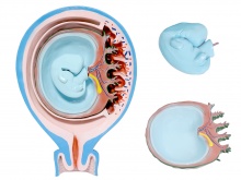 胎儿胎膜与子宫关系模型