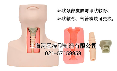 环甲膜穿刺模型