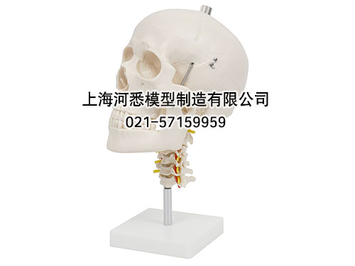 头颅骨带颈椎模型
