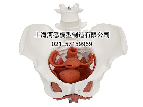 女性骨盆附盆底肌及子宫模型