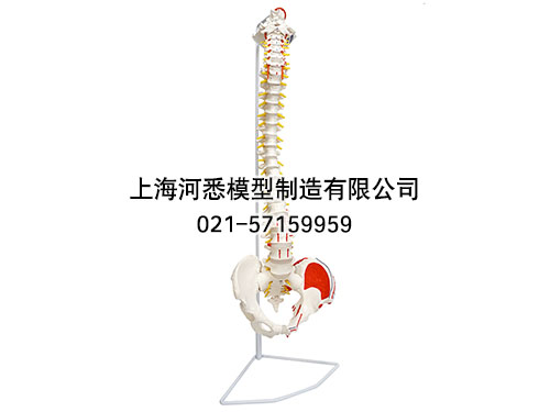 脊柱带骨盆附肌肉着色模型