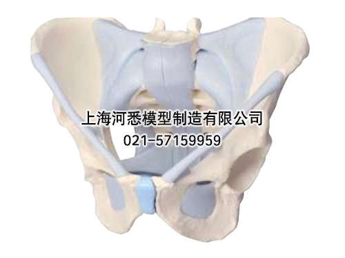 男性骨盆附韧带模型