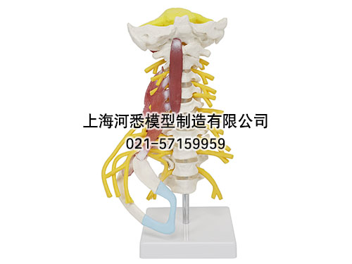 颈椎肌肉带脑干附神经模型