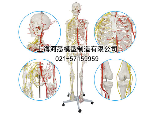 男性全身人体骨骼附主要动脉和神经分布模型