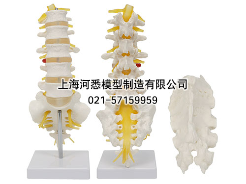 腰骶椎与脊神经模型