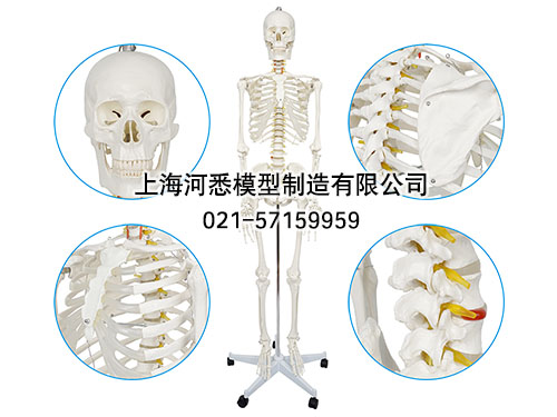 男性全身人体骨骼模型