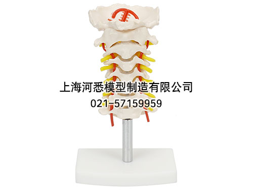 颈椎模型,颈椎带颈动脉模型