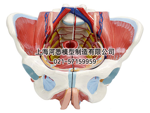 女性骨盆附生殖器官与血管神经模型