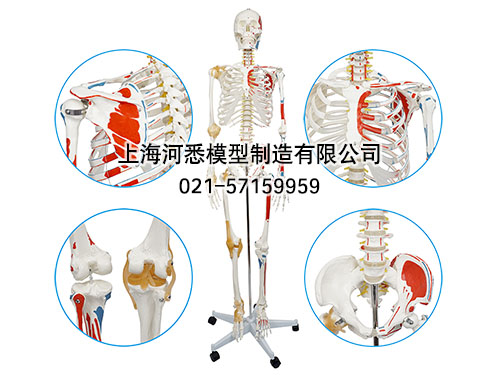 人体骨骼附半边肌肉着色附韧带模型