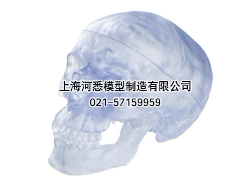 透明头颅骨模型
