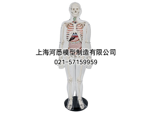人体体表人体骨骼与内脏关系模型