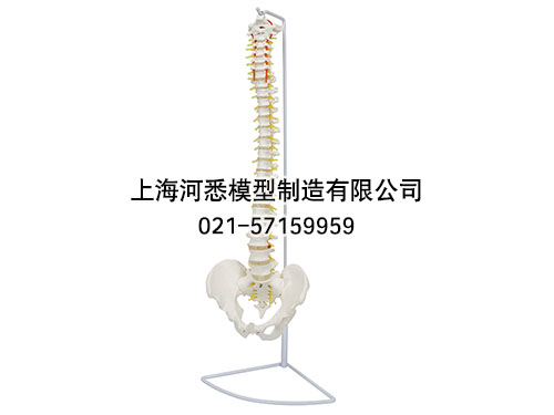 脊椎脊柱带骨盆模型