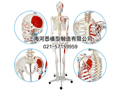 人体骨骼附半边肌肉着色模型