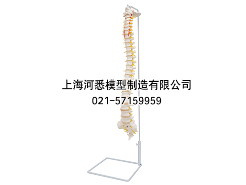 脊柱骨模型