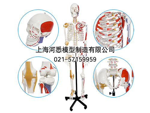 人体骨骼附关节韧带和肌肉起止点着色模型