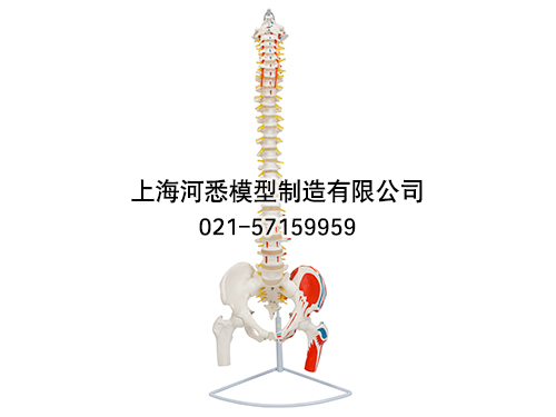 脊柱带骨盆和股骨头附肌肉着色模型