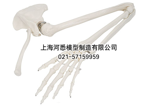 手臂骨肩胛骨和锁骨模型