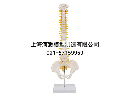 缩小脊柱带骨盆模型
