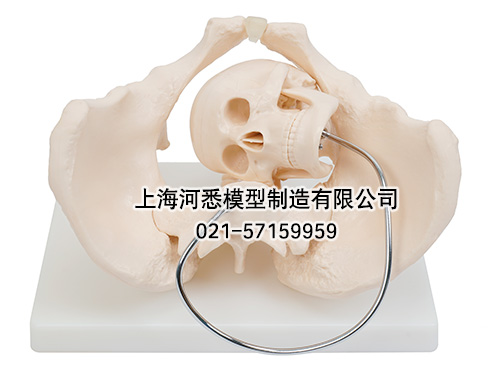 骨盆含胎儿头颅骨模型