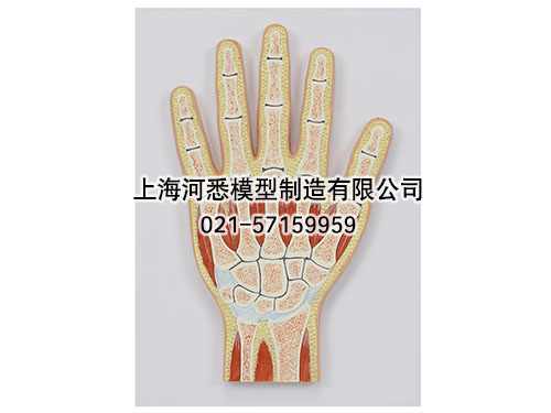 手关节剖面模型