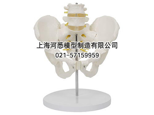 骨盆带腰椎模型