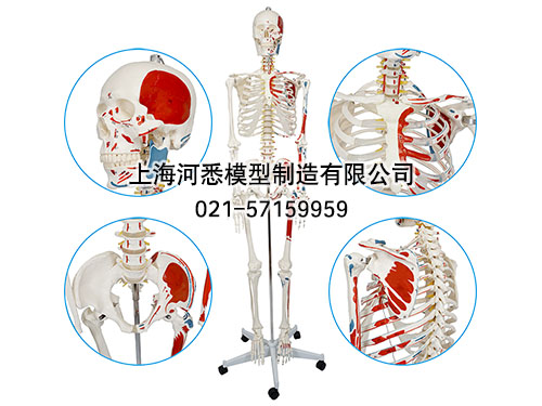 人体骨骼附肌肉起止点着色模型