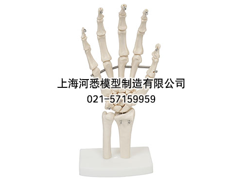手骨模型