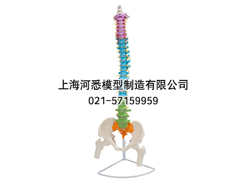 彩色脊柱带骨盆与股骨头半腿骨模型