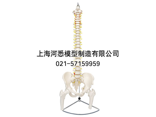 脊柱带骨盆与股骨头半腿骨模型