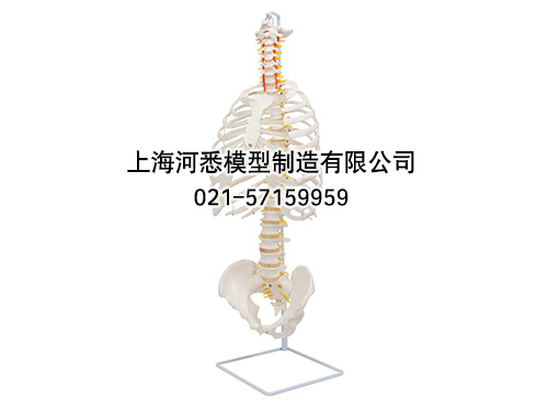 胸廓骨骼结构模型
