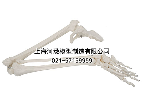 下肢骨带髋骨模型