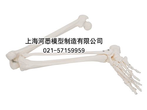 下肢骨模型,腿骨模型