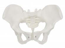 女性骨盆模型