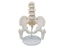 腰骶尾椎与脊神经附骨盆和股骨头模型