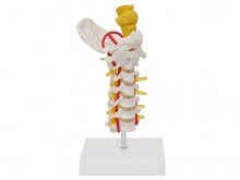 颈椎带枕骨脑干模型