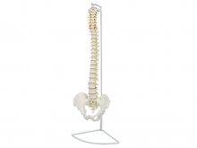 脊椎脊柱带骨盆模型