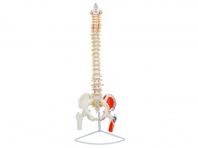脊柱带骨盆和股骨头附肌肉着色模型