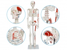 人体骨骼附半边肌肉起止点着色模型（带数字标识）85CM