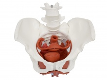 女性骨盆附盆底肌及子宫模型