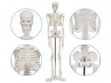 人体骨骼标本模型