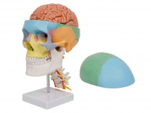 彩色头颅骨带7节颈椎及脑动脉模型