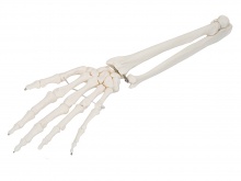 手掌骨带尺骨和桡骨模型