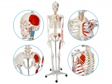 人体骨骼附肌肉起止点着色模型170cm（带数字标识）